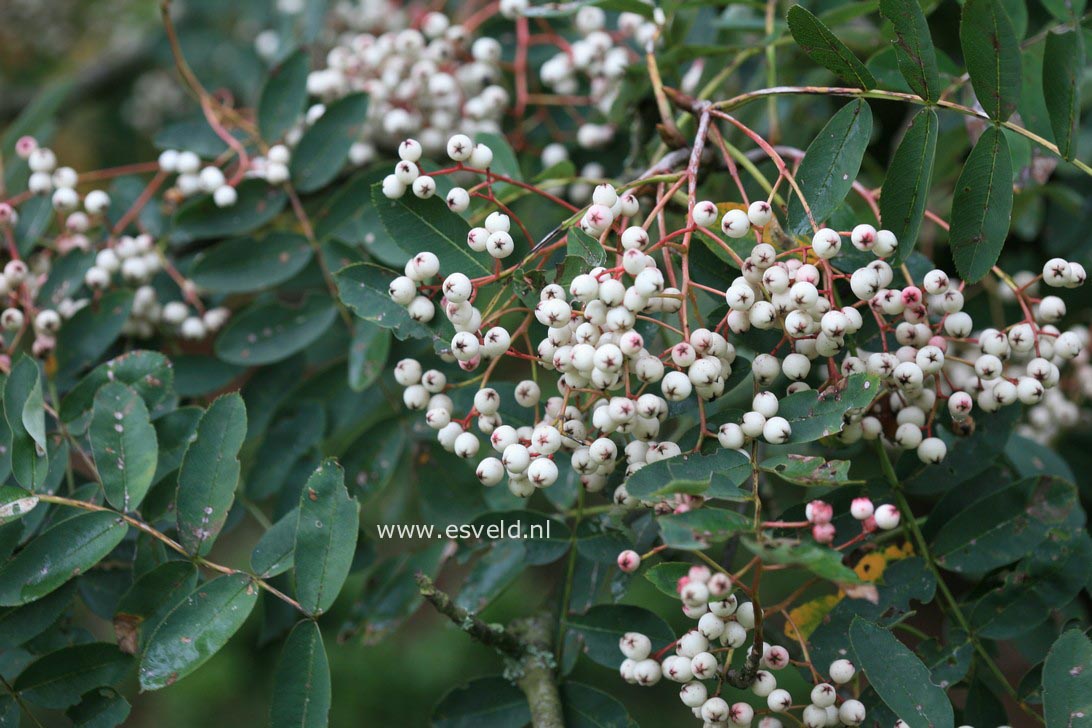 Sorbus hupehensis