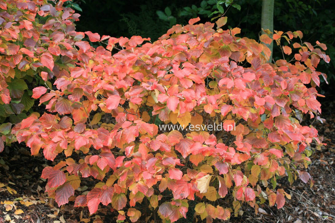 Fothergilla major