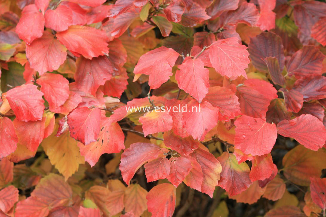 Fothergilla major