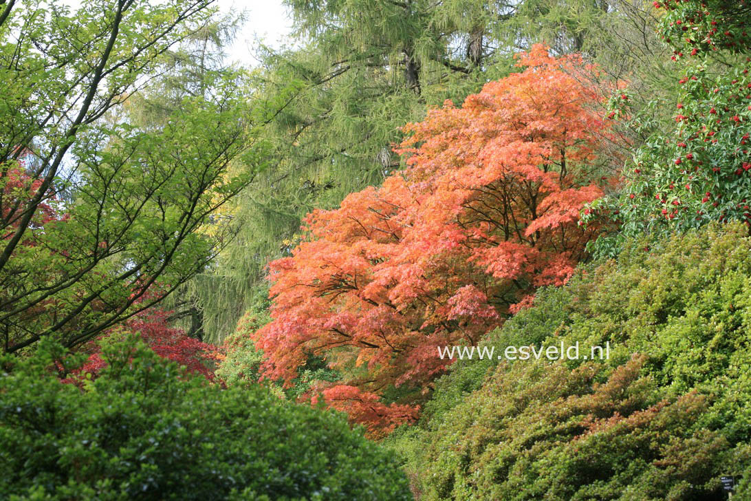 Acer palmatum 'Elegans'