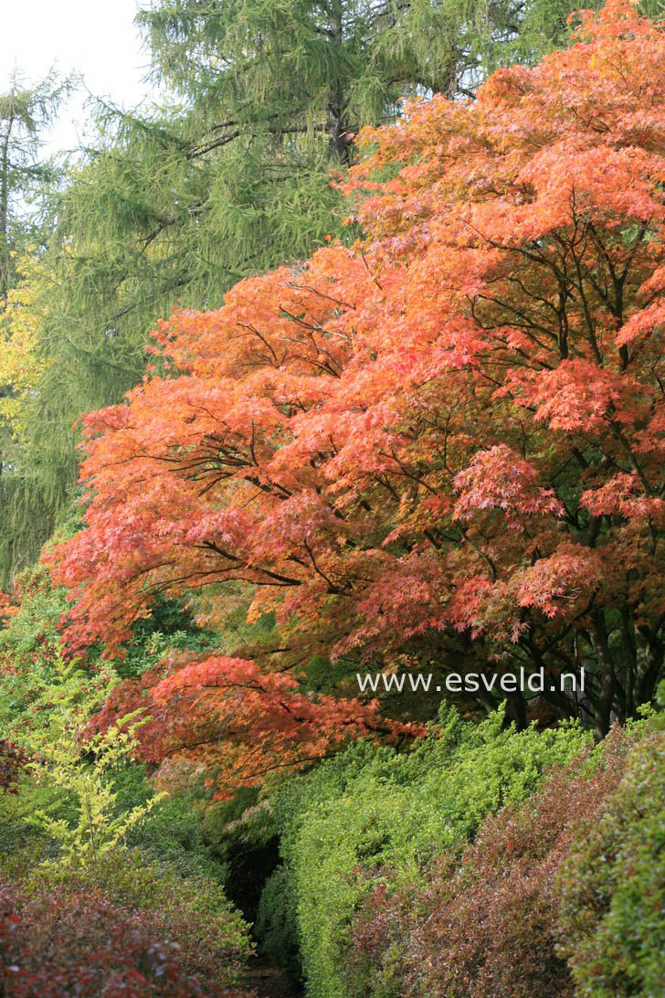 Acer palmatum 'Elegans'