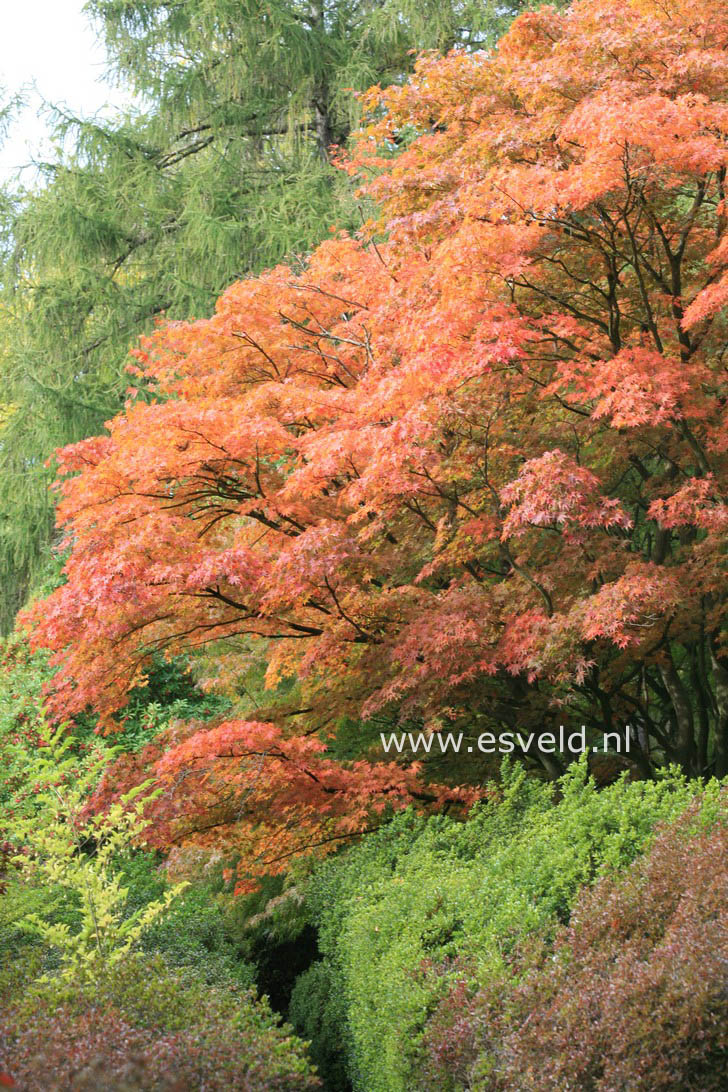 Acer palmatum 'Elegans'