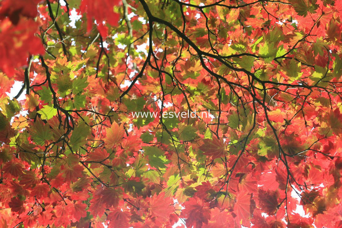 Acer japonicum 'Vitifolium'