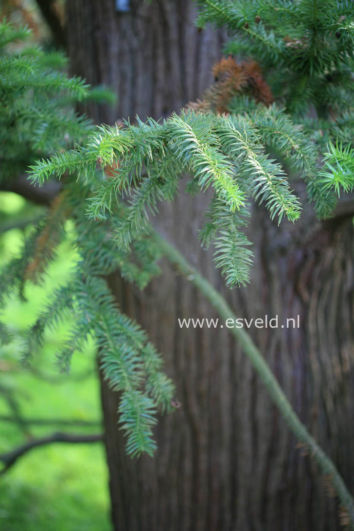 Cunninghamia lanceolata