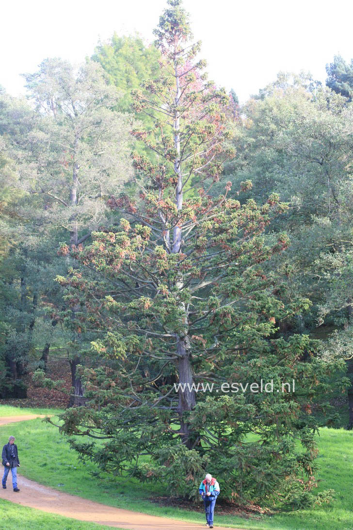 Cunninghamia lanceolata