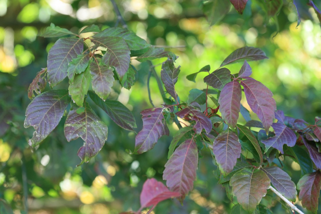 Acer henryi