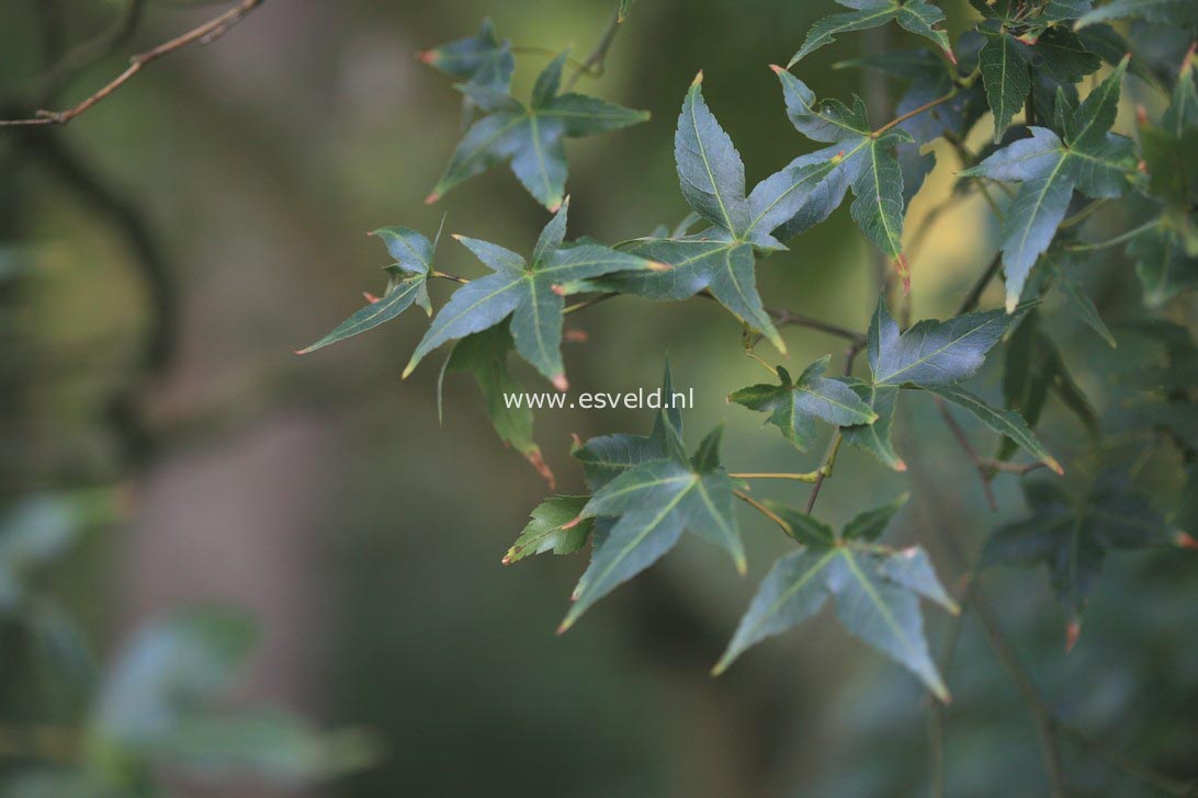 Acer oliverianum ssp. formosanum