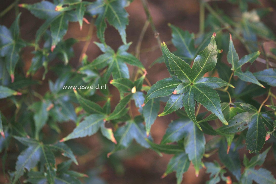 Acer oliverianum ssp. formosanum