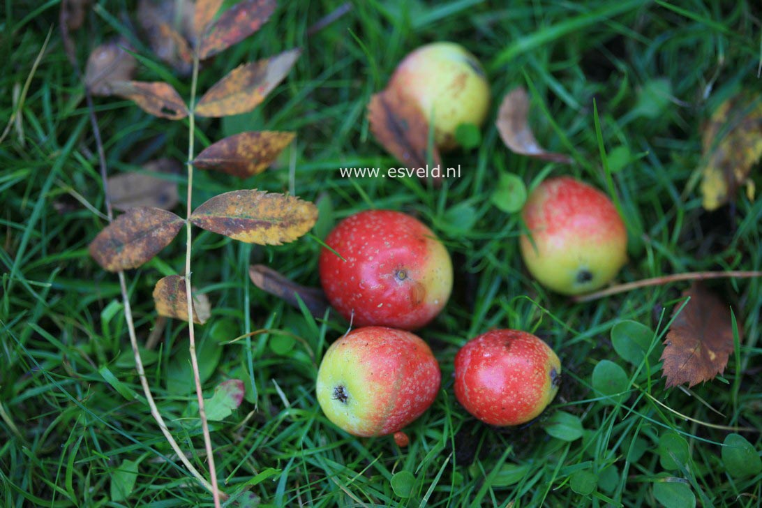 Sorbus domestica