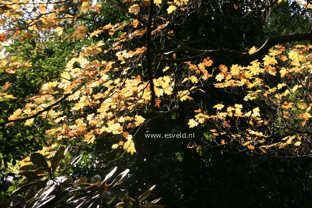 Acer japonicum