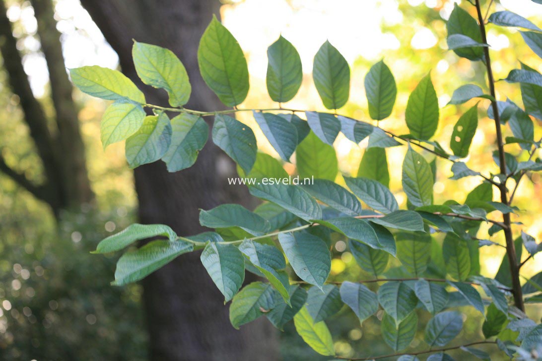 Melliodendron xylocarpum