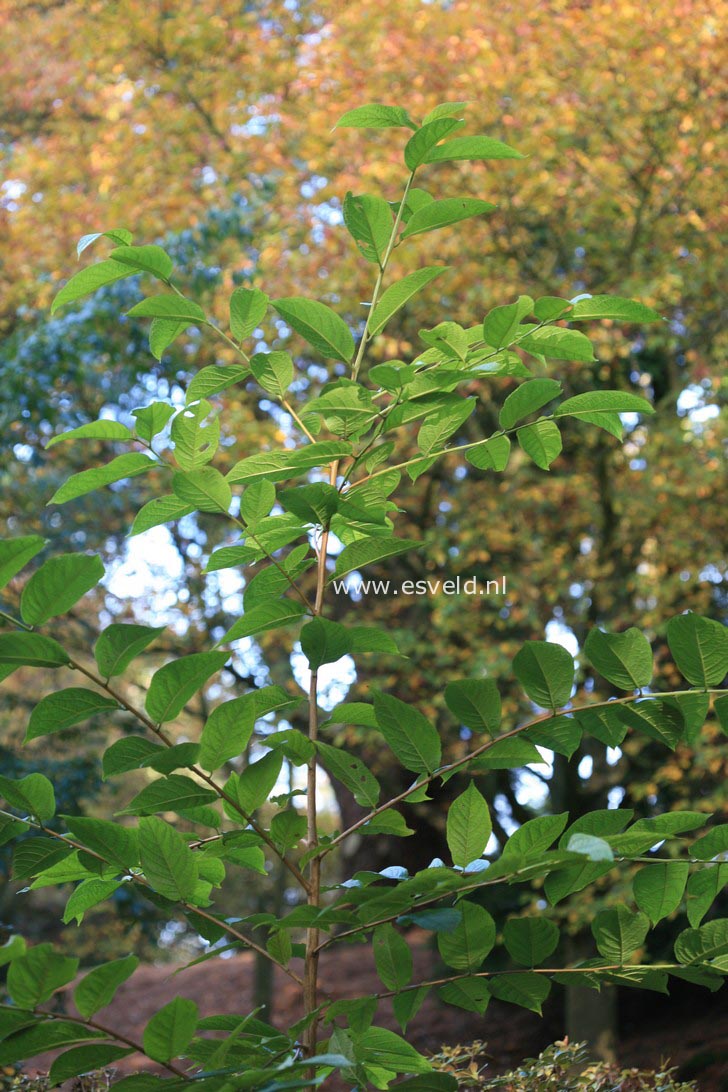 Melliodendron xylocarpum