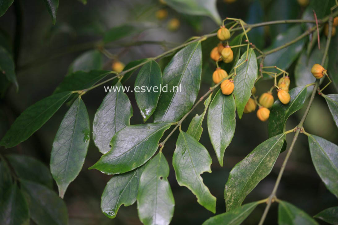 Euonymus myrianthus