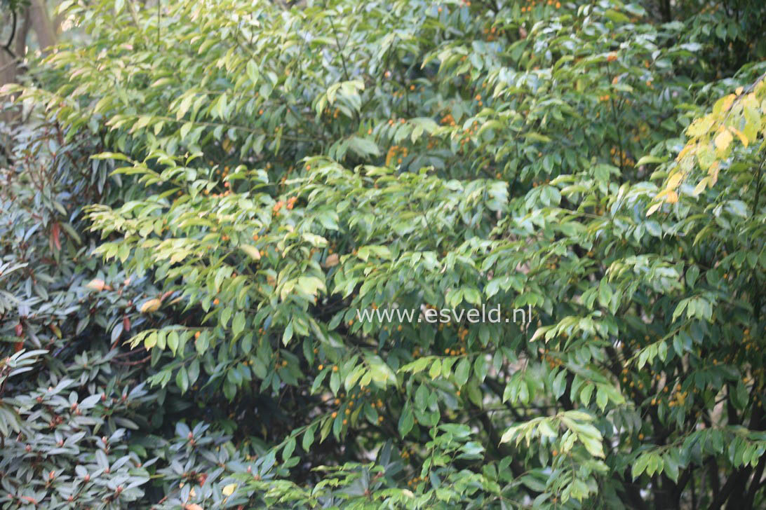 Euonymus myrianthus