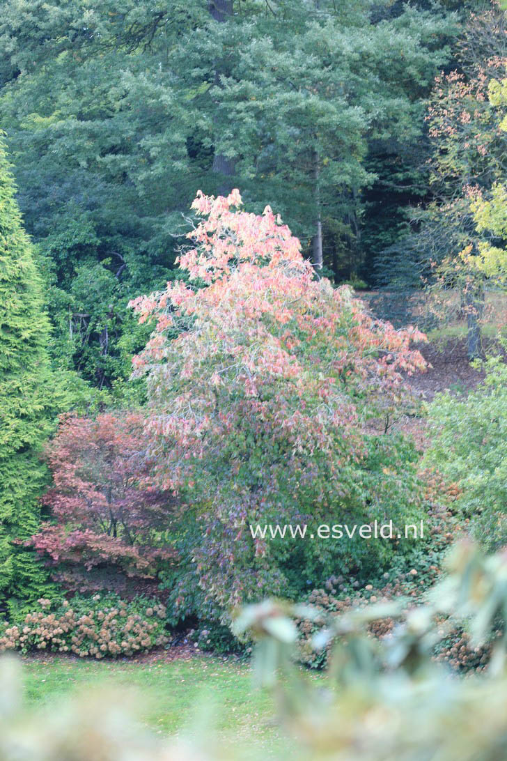 Oxydendrum arboreum