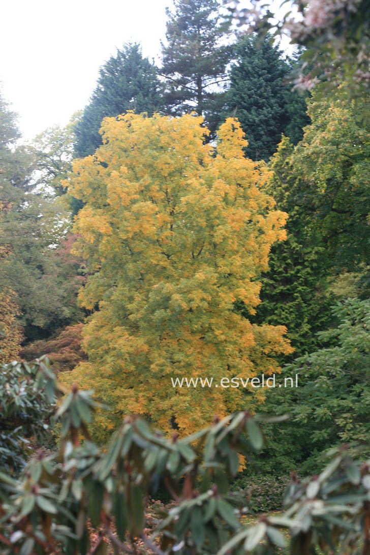 Carya ovata