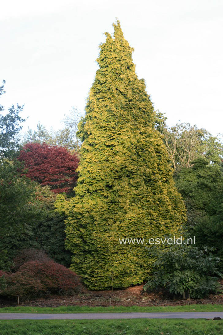 Chamaecyparis lawsoniana 'Stewartii'