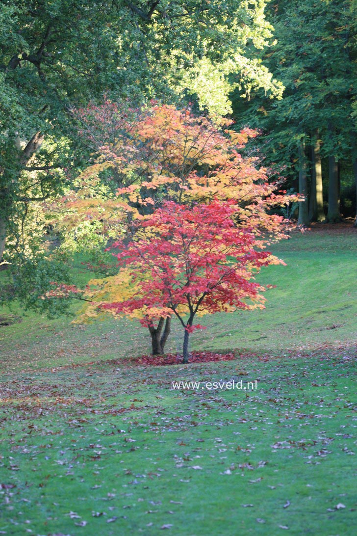 Acer japonicum