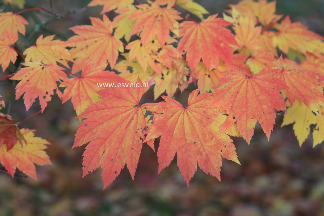 Acer japonicum