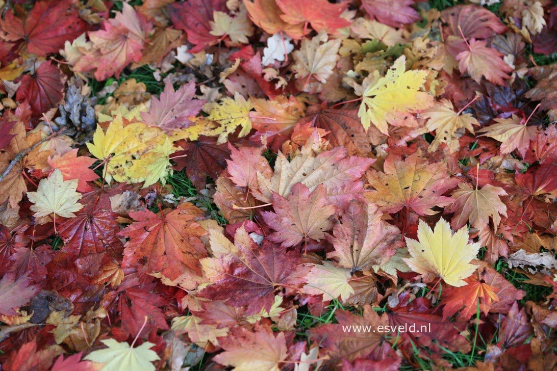 Acer japonicum