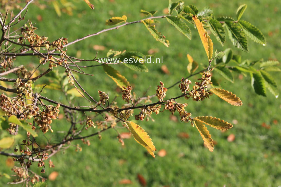 Hemiptelea davidii