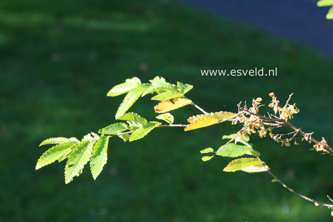 Hemiptelea davidii