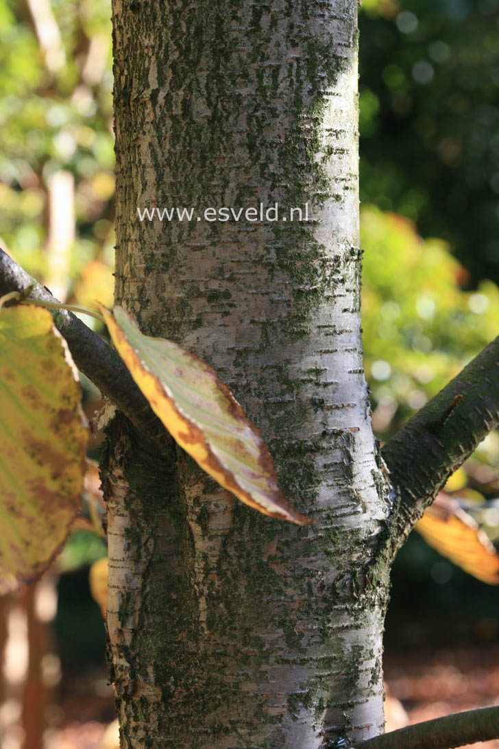 Betula maximowicziana