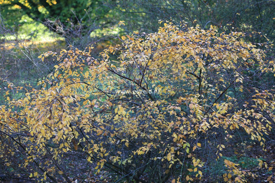 Betula ovalifolia