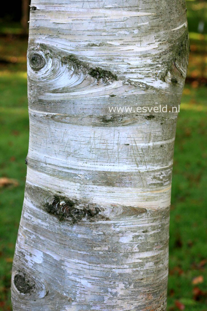 Betula papyrifera