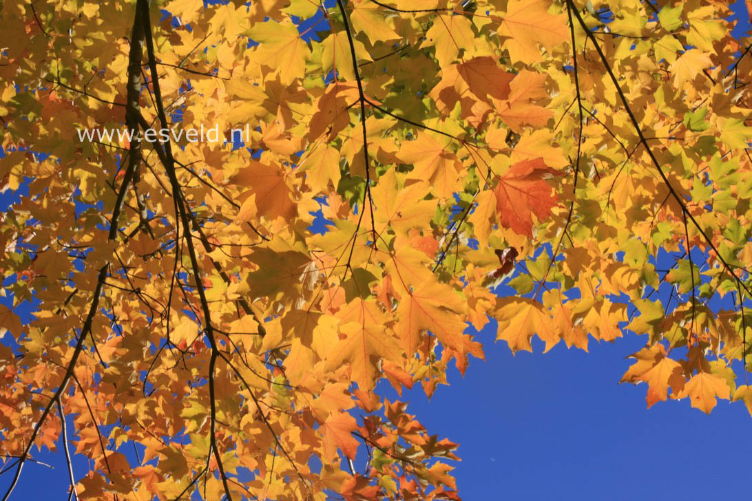 Acer platanoides