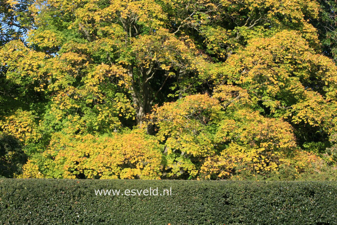 Acer capillipes