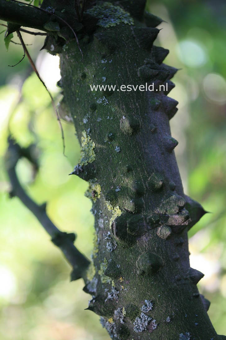 Zanthoxylum americanum