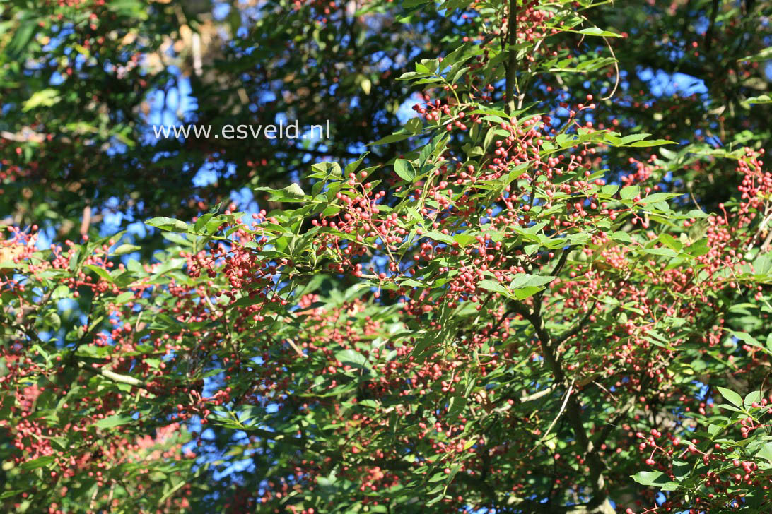 Zanthoxylum americanum