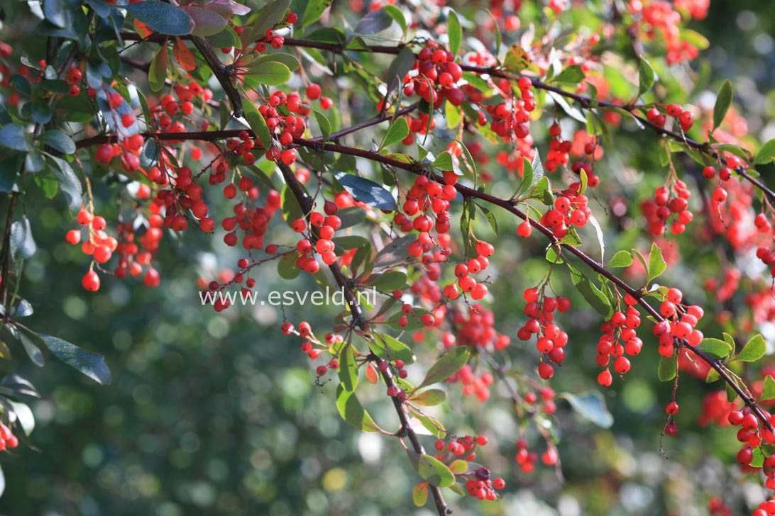 Berberis jamesiana