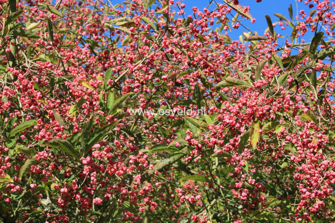 Euonymus hamiltonianus