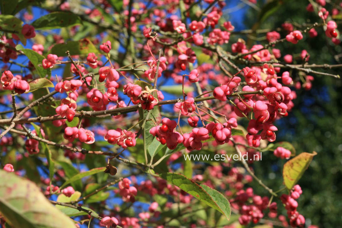 Euonymus hamiltonianus