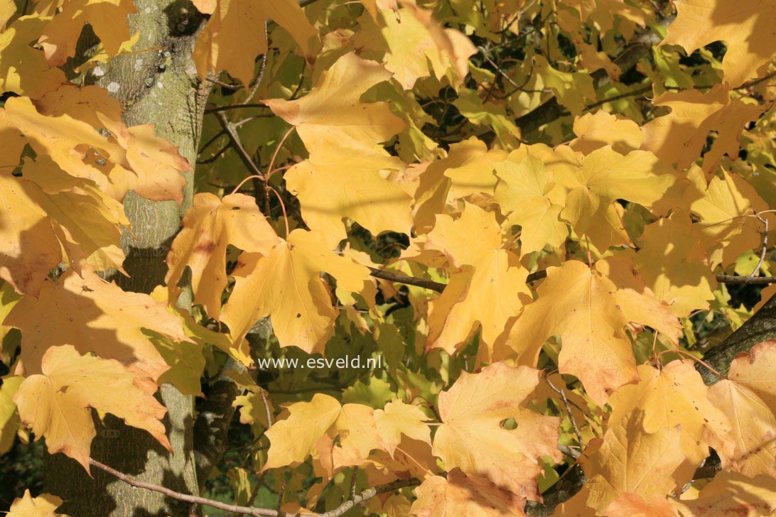 Acer saccharum ssp. nigrum