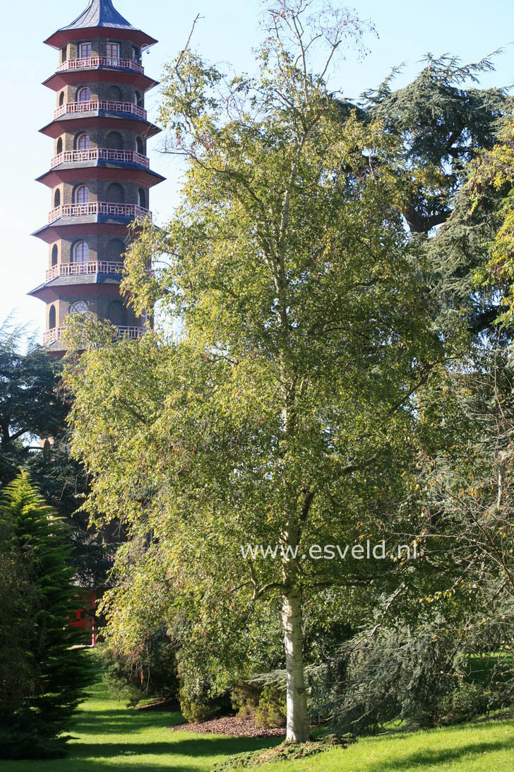 Betula albosinensis