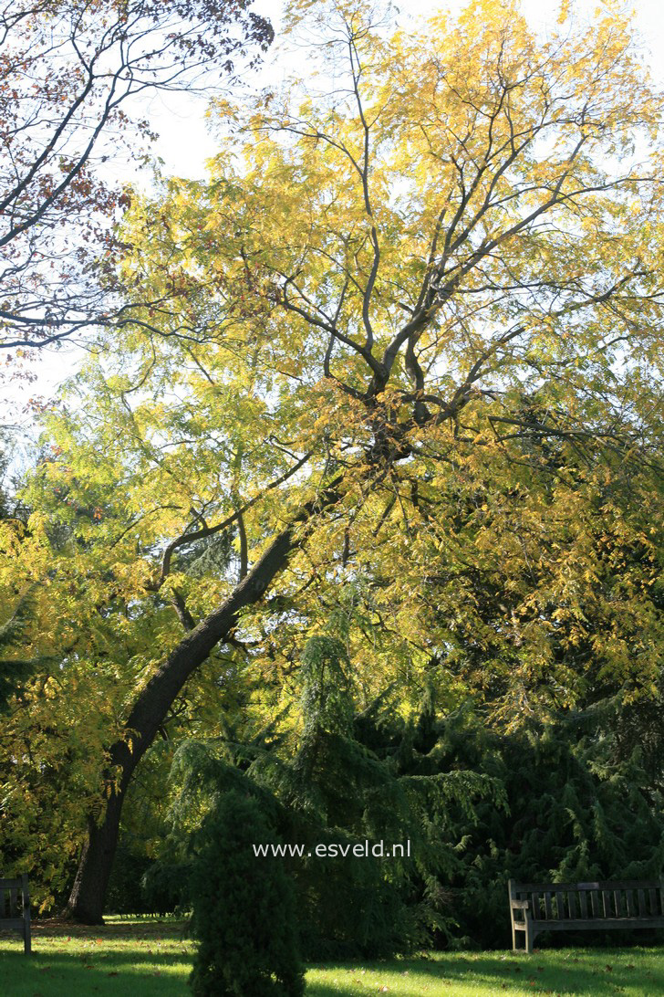 Juglans microcarpa