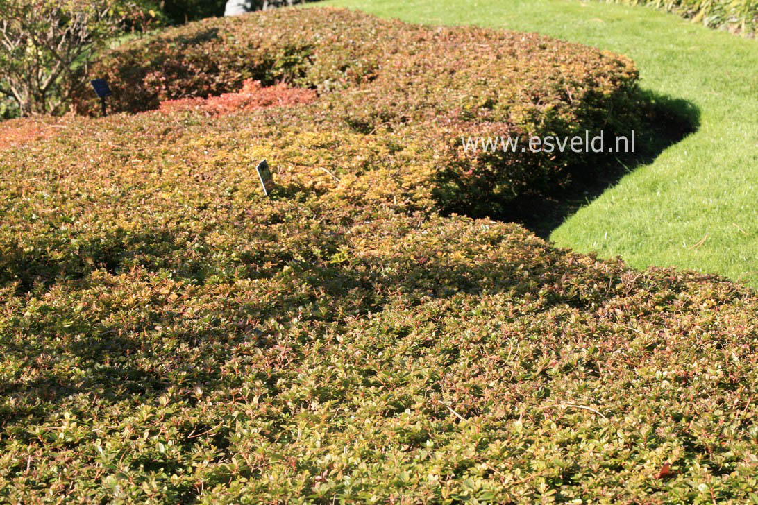Azalea 'Moederkensdag'