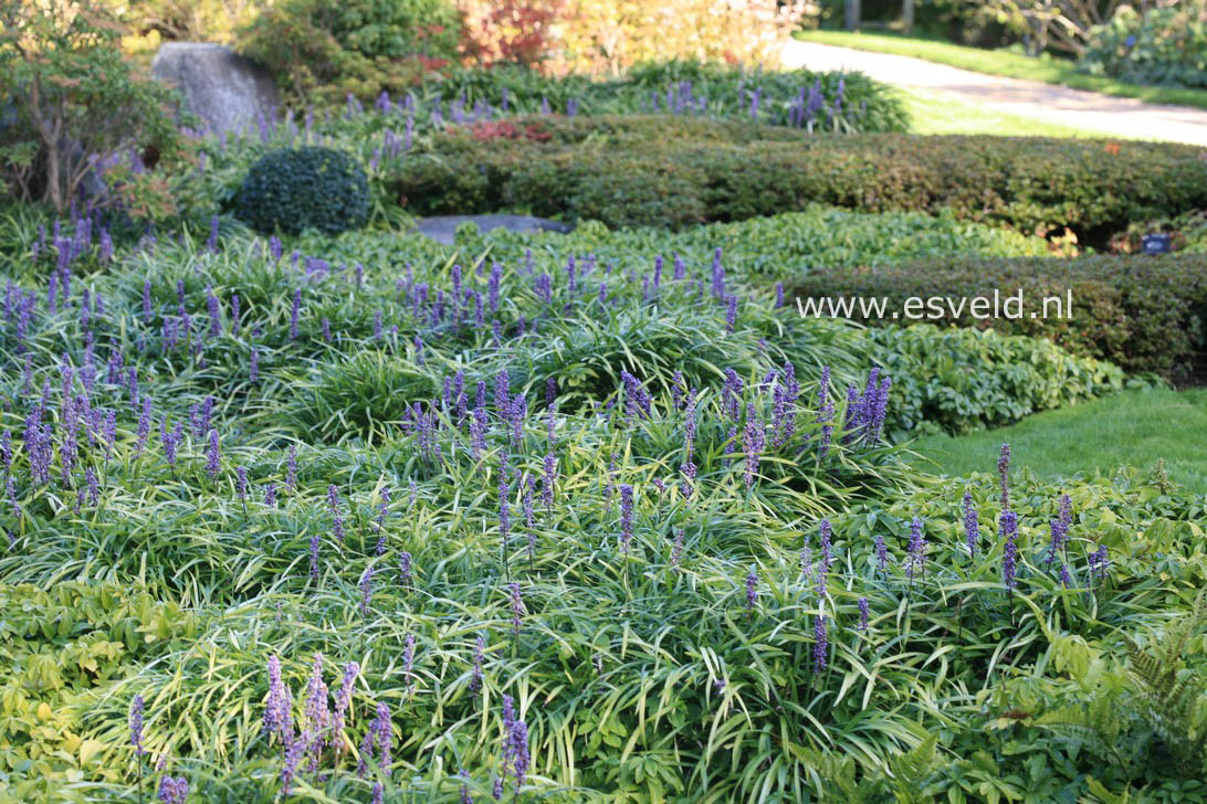 Liriope muscari