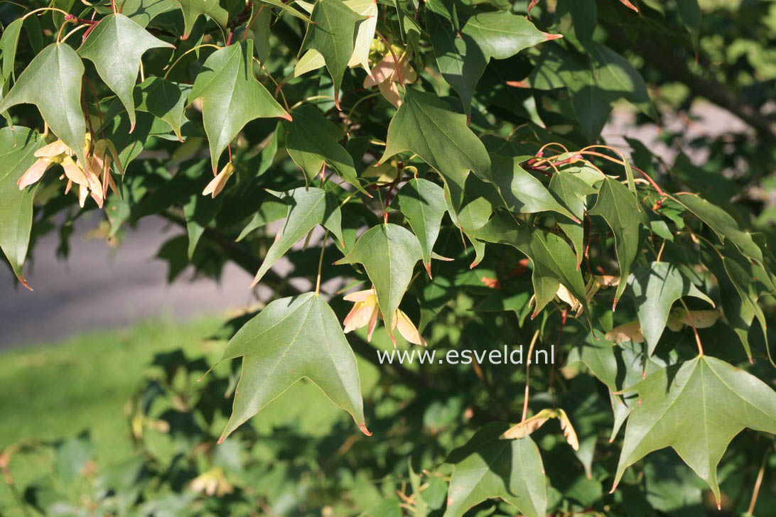 Acer longipes ssp. amplum