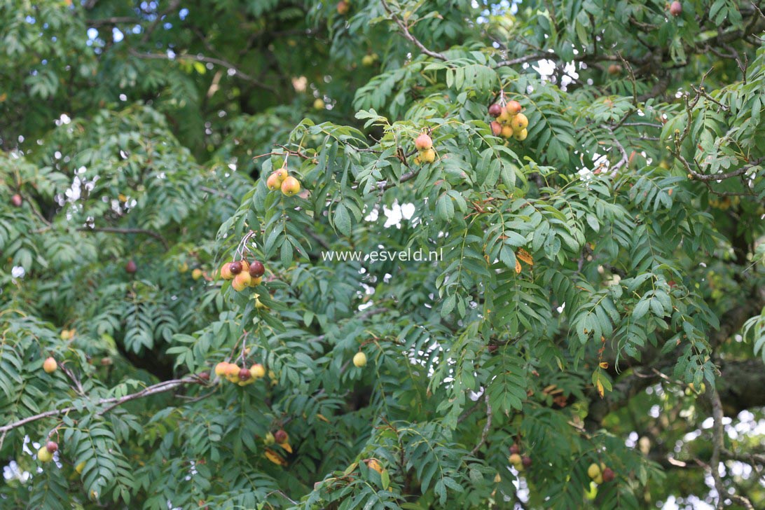 Sorbus domestica