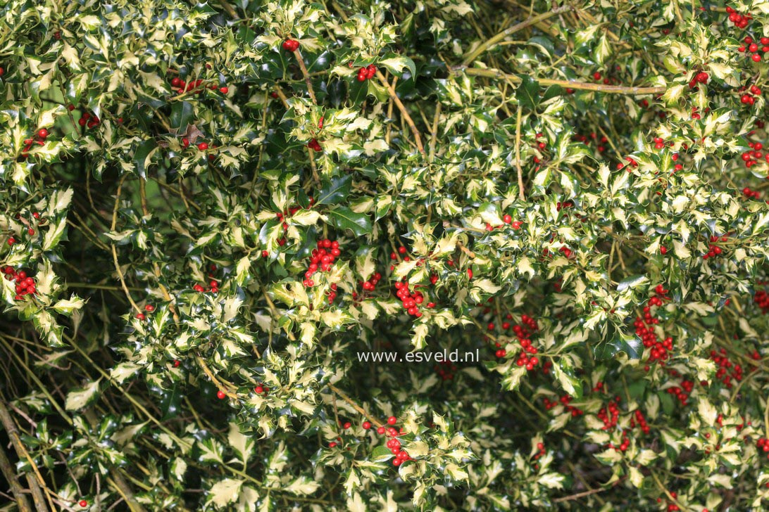 Ilex aquifolium 'Golden Milkmaid'