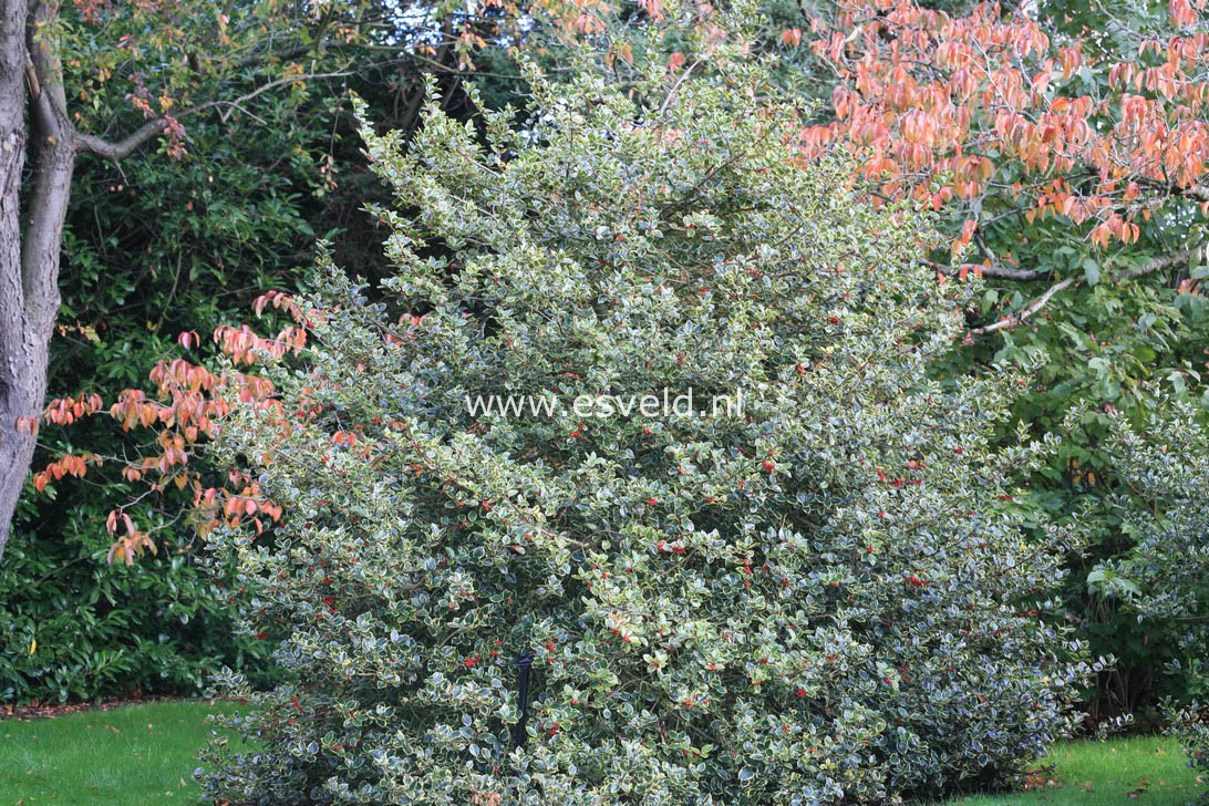 Ilex aquifolium 'Rubricaulis Aurea'