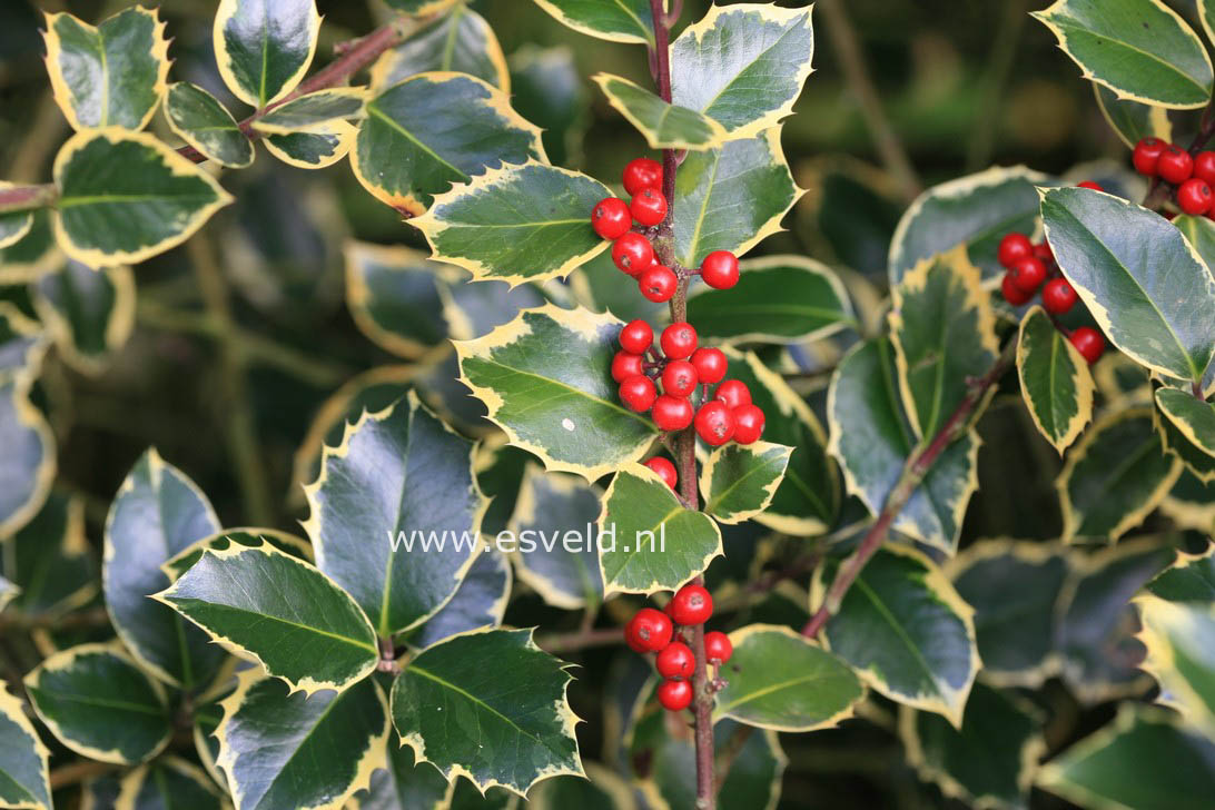 Ilex aquifolium 'Rubricaulis Aurea'