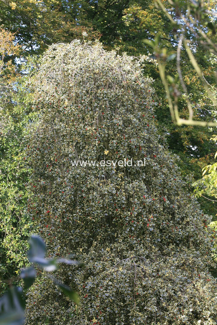 Ilex aquifolium 'Argentea Marginata Pendula'