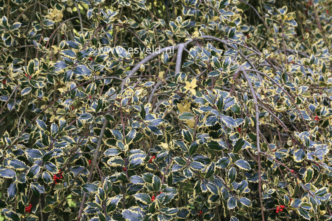 Ilex aquifolium 'Argentea Marginata Pendula'