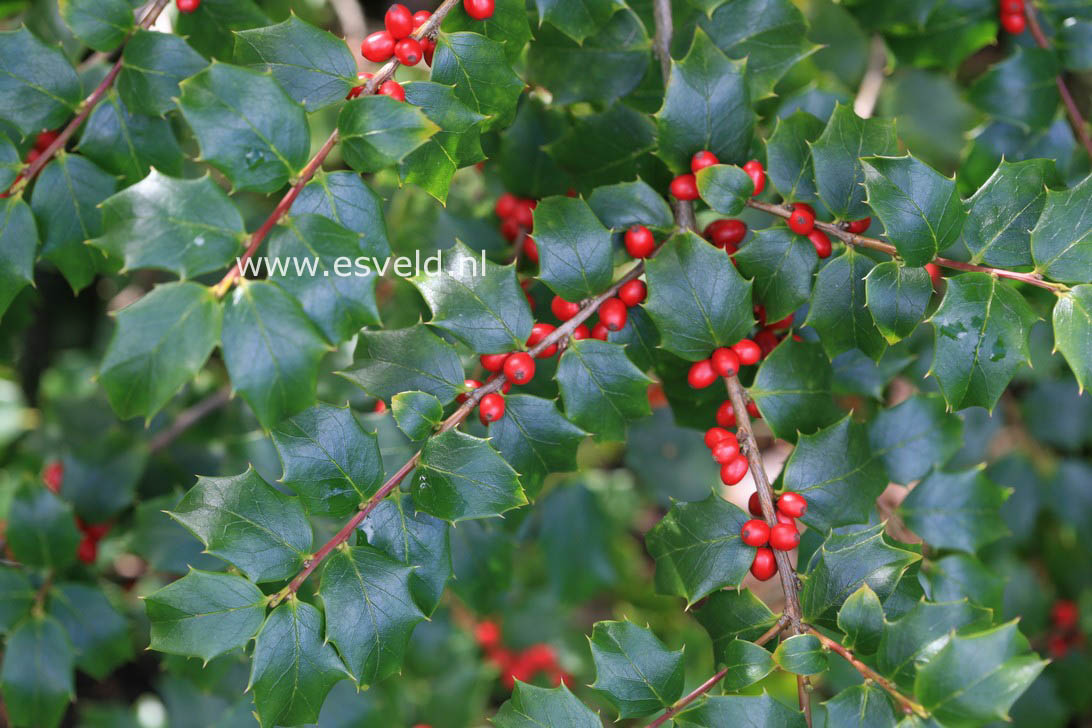 Ilex bioritsensis