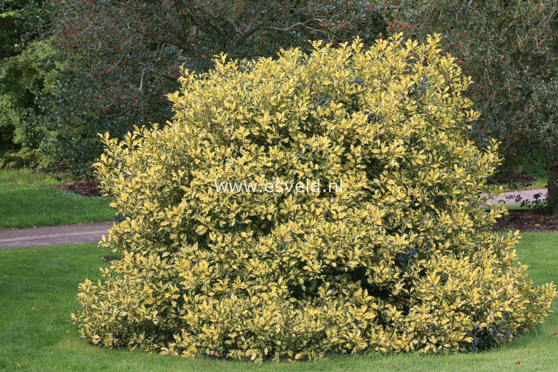 Ilex aquifolium 'Golden Milkboy'